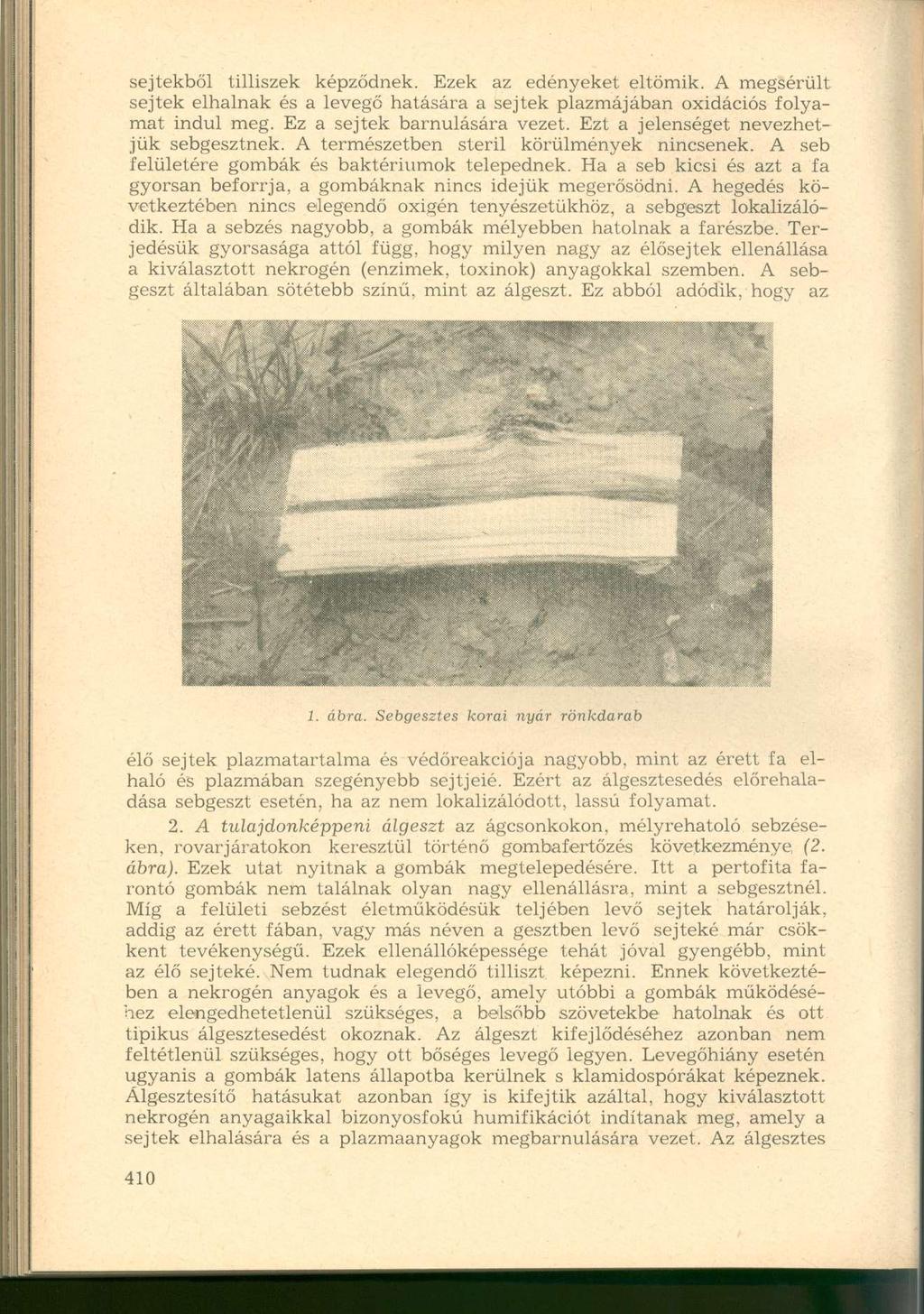 sejtekből tilliszek képződnek. Ezek az edényeket eltömik. A megsérült sejtek elhalnak és a levegő hatására a sejtek plazmájában oxidációs folyamat indul meg. Ez a sejtek bámulására vezet.