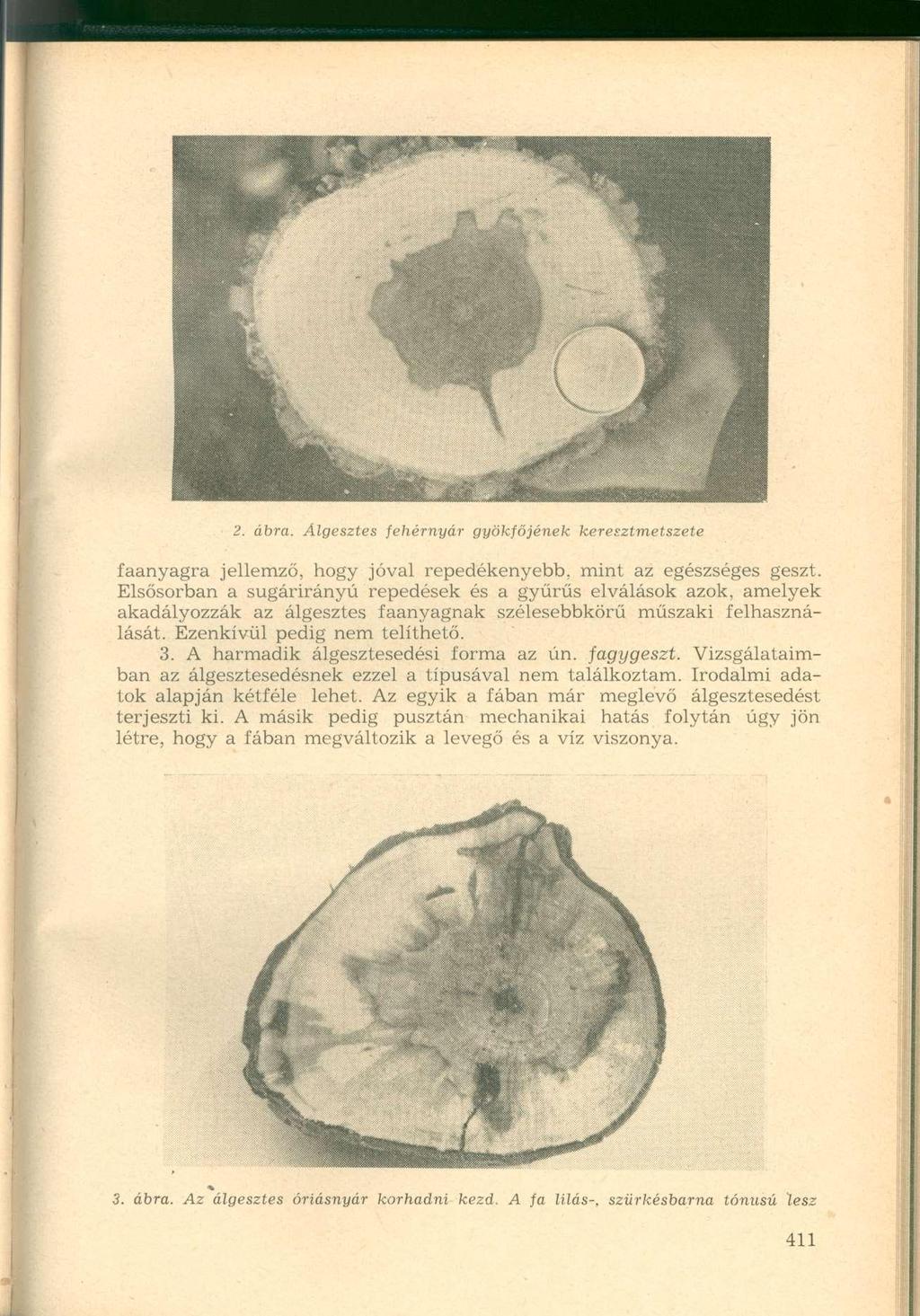 2. ábra. Álgesztes fehérnyár gyökfőjének keresztmetszete faanyagra jellemző, hogy jóval repedékenyebb, mint az egészséges geszt.