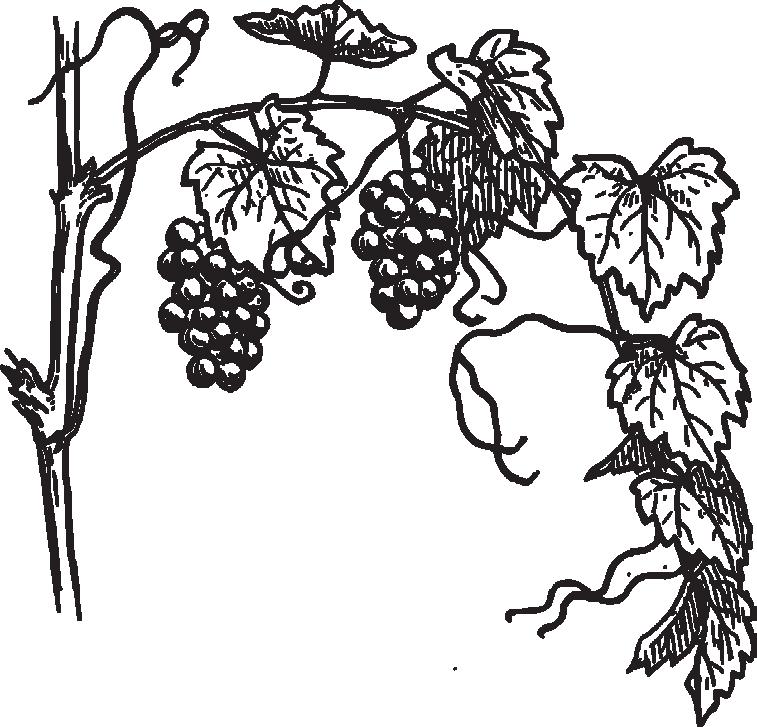 Filozofia vína - úryvok Víno je nápojom s obsahom spirituálneho oleja.