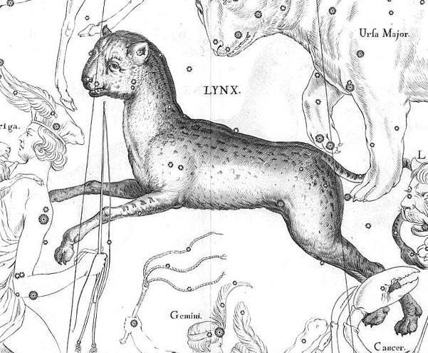 Hiúz Latin: Lynx, birtokos: Lyncis, rövidítés: Lyn Méretbeli rangsor: 28.