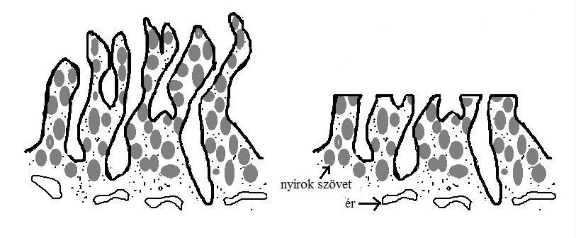 irodalmi adatokkal is egybevágnak.