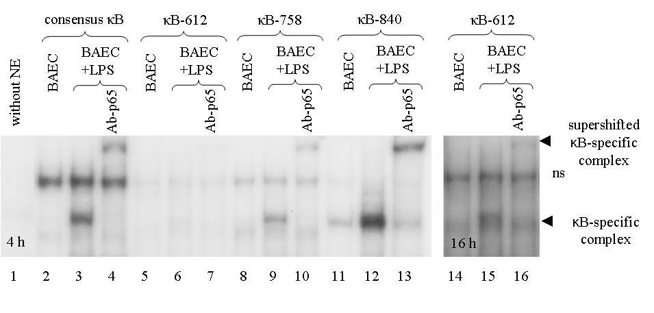 1/b. ábra. A bfcrn promoter NFkB transzkripciós faktor kötıhelyeinek in vitro mutációval létrehozott változatait piros X el jelöltük; ezeket a konstrukciókat alkalmaztuk a luciferáz elemzéseinkben.