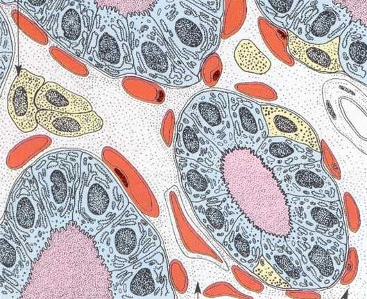 A pajzsmirigy szövettani szerkezete kapillárisok Parafollikuláris (C-) sejtek: - follikulusok között, follikuláris sejtek alatt - ektodermális eredet - kalcitonin