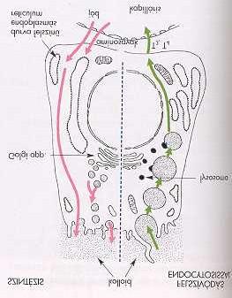A follikuláris hámsejtek m ködése Tireoglobulin szintézis kolloid Vérb l jód felvétele: 30-40x koncentráció kolloid