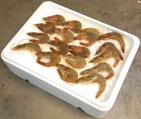(DICENTRARCHUS