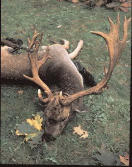 évben ez 2644 ha-ra növekedett, 2001- ben pedig 3000 ha fölötti értéket mutat. Az 1993 és 2000 között megvalósult erdôtelepítések a megye jelenlegi erdôterületének 14,0%-át teszik ki.