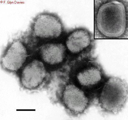 kórokozó Poxviridae család Capripoxvírus nemzetségbe tartozó himlővírus (Lumpy skin disease vírus vagy Neethling vírus 200x351 nm, Ds DNS, 150-200 kbp, ovális, tégla alakú ) Közeli rokonság a juh- és