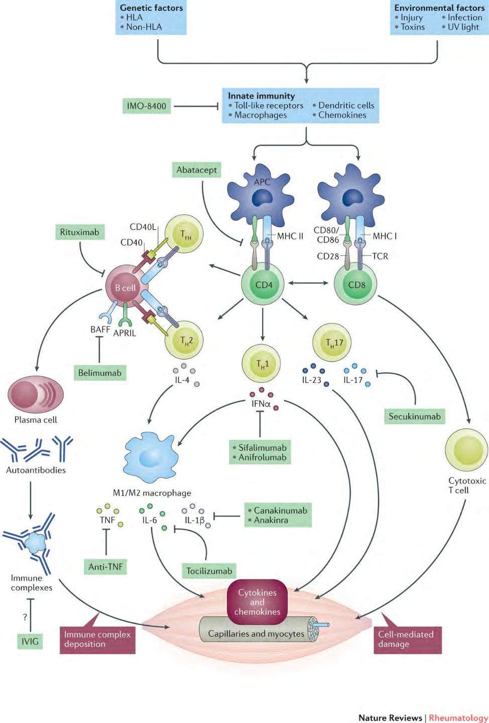 Kezelés: Immune-related potential therapeutic targets in myositis