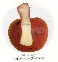 fizikai fonnyadás fagykár 51