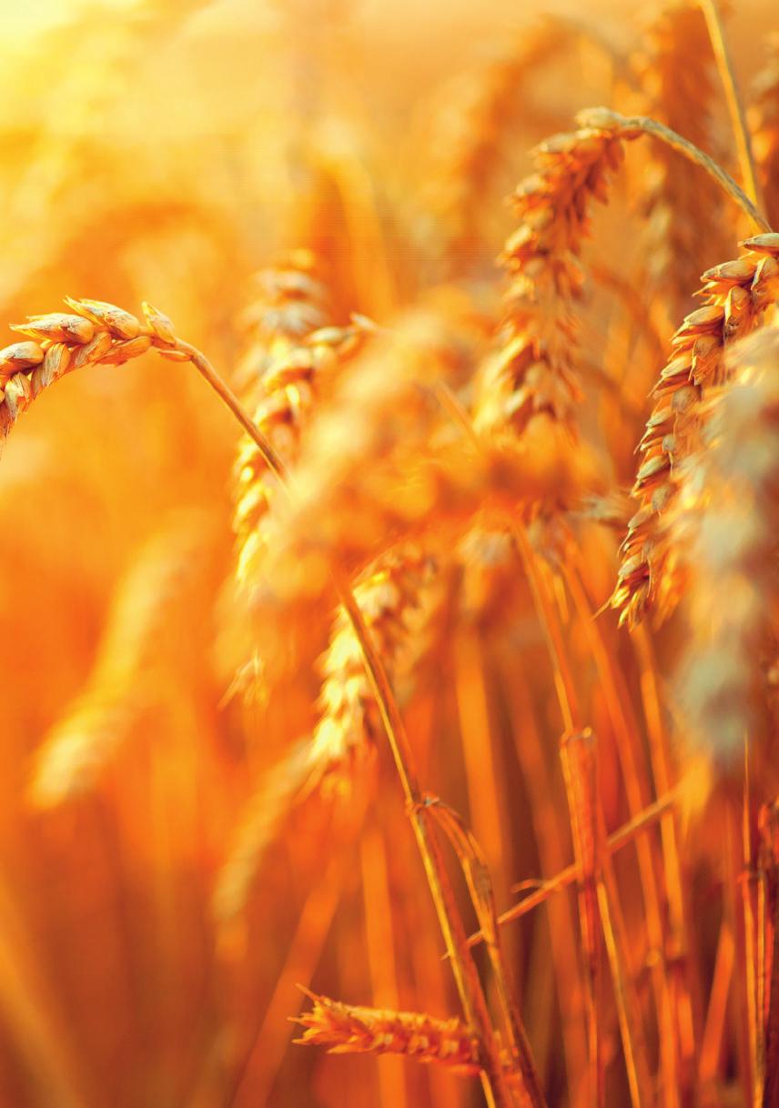 A TAKARÉK Csoport tagjaként működő TAKARÉK Agrár Igazgatóság szakértői a hazai termőfölddel kapcsolatos banki és értékbecslői szaktudás legjavát nyújtják partnereinknek, ügyfeleinknek.