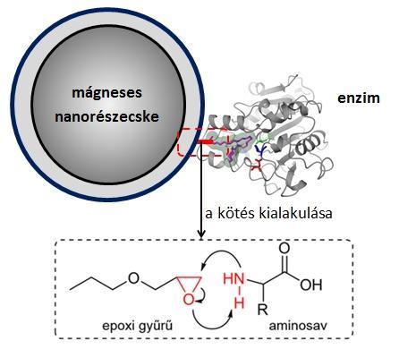 15. ábra Az enzim rögzülésének mechanizmusa a funkcionalizált felületű mágneses nanorészecskéhez A mágneses nanohordozók felületét a 3-glicidoxipropiltrimetoxiszilán (röviden epoxi-szilán)