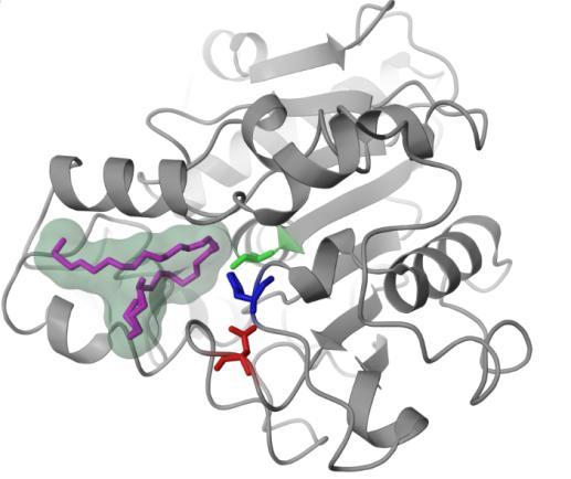 2.2.1. Az egyik legsokoldalúbb lipáz, a Candida antarctica B A Candida antarctica B lipáz (CaL B) a hidrolázok családjába tartozó, 342 aminosavból felépülő, 33 kda molekulatömegű enzim [22].