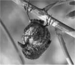 Camarhynchus heliobates Camarhynchus heliobates Adaptív dinamika Camarhynchus parvulus Certhideaolivacea Geospizafortis Geospiza scandens Camrhynchus crassirostris Geospizaconirostris