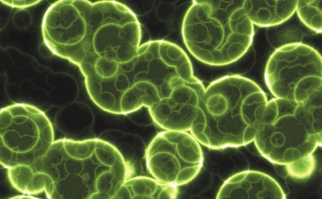 8. Allergia, immunmoduláció összefüggése a mikrobiótával A mikrobióta közreműködhet a nyálkahártyák és a hámszövet gyulladásos jelenségeiben, permeabilitásának módosításában, és kedvezően