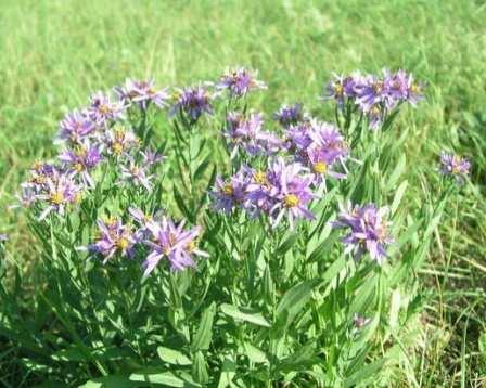 tájvédelmi körzethez tartozó Magas-határ nevű Natura 2000