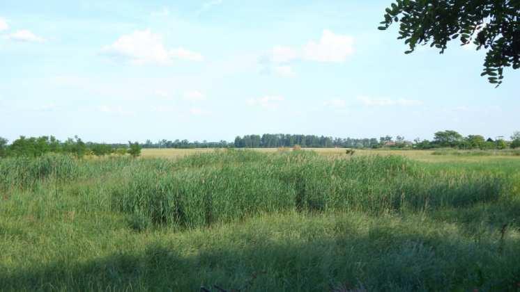 kukorica rendelkezik.