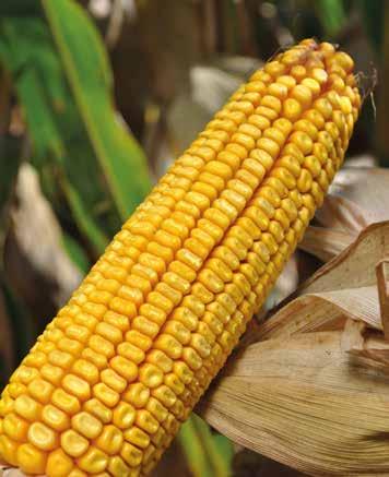 LG 30.315 SZEMES FAO 3 LG 32.5 SZEMES ÉS SILÓ FAO 260 LG 33.50 SZEMES FAO 350 Nagy termőképességű hibrid, a korai éréscsoport elején.