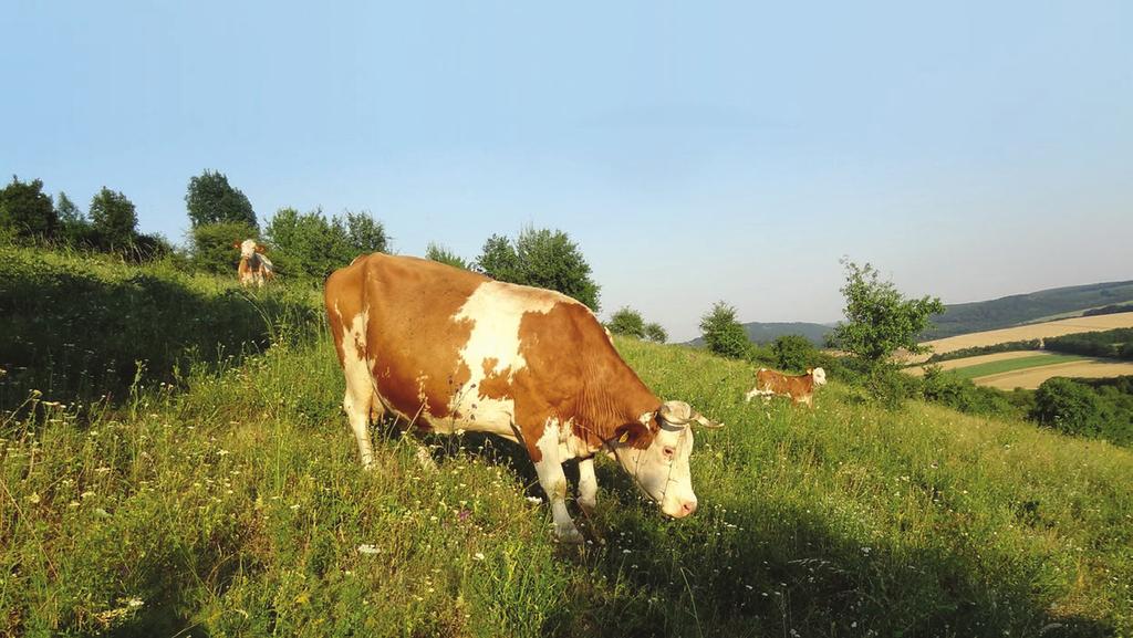 szabad levego höz való hozzáférés, a fajspecifikus állattartás, a saját gazdaságból származó megfelelo takarmánnyal való ellátás, és a természetes szaporodás leheto sége mind a Biodinamikus gazdaság