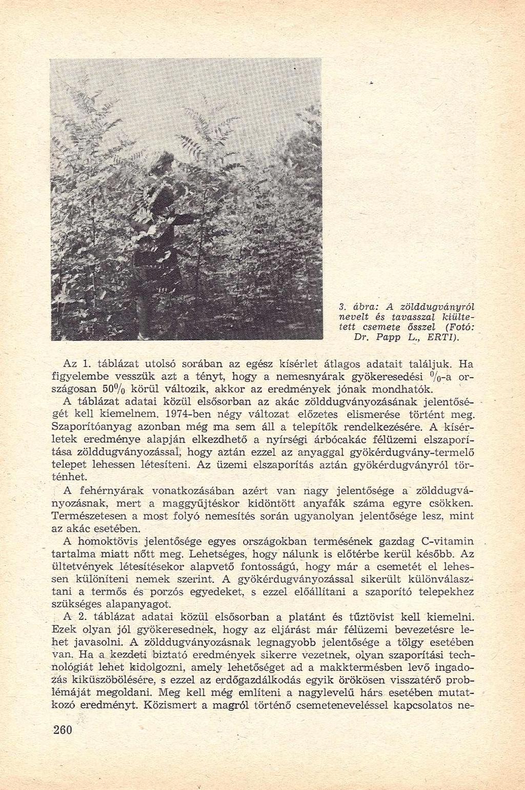 3. ábra: A zölddugványról nevelt és tavasszal kiültetett csemete ősszel (Fotó: Dr. Papp L., ERTI). Az 1. táblázat utolsó sorában az egész kísérlet átlagos adatait találjuk.