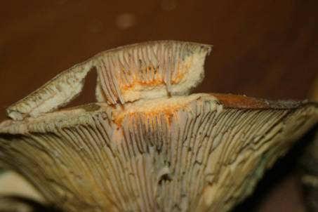 Lactarius