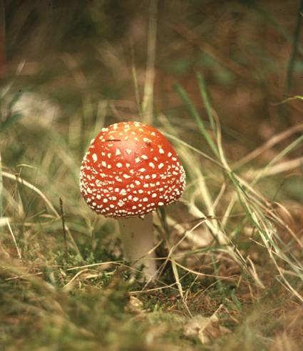 Amanita