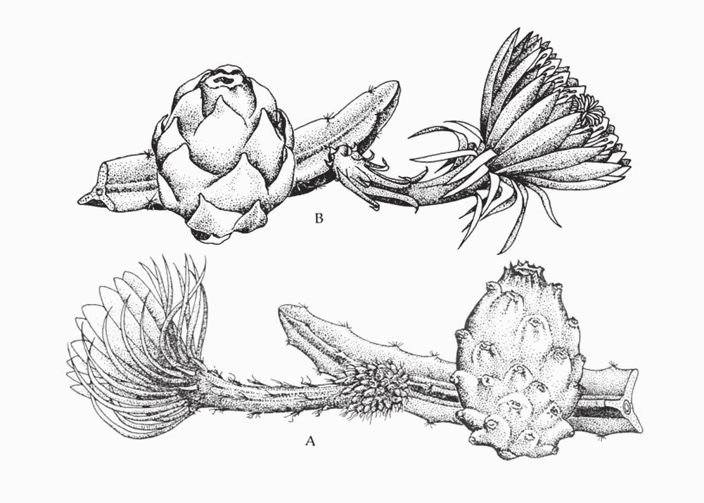 MARÍA DEL MAR MUÑOZ GONZÁLEZ 3. kép. Pitajafajták: A. Hylocereus undatus, B.