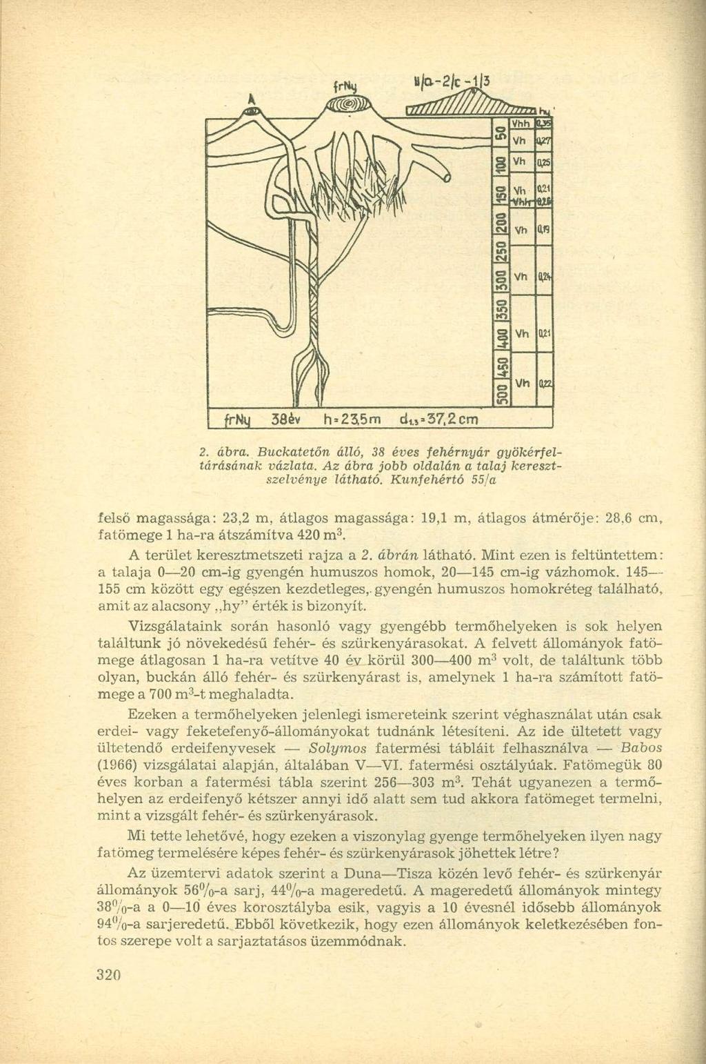 frny 2. ábra. Buckatetőn álló, 38 éves fehérnyár gyökérfeltárásának vázlata. Az ábra jobb oldalán a talaj keresztszelvénye látható.