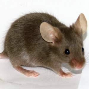 Pontmutáció miatt létrejött csokoládészínő egér