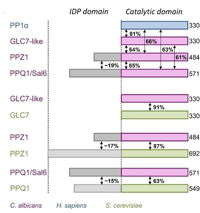 3. ábra. C. albicans PP1-szerű fehérjék szekvenciájának összehasonlítása S. cerevisiae és humán protein foszfatázokkal (Chen és mtsai., 2016).
