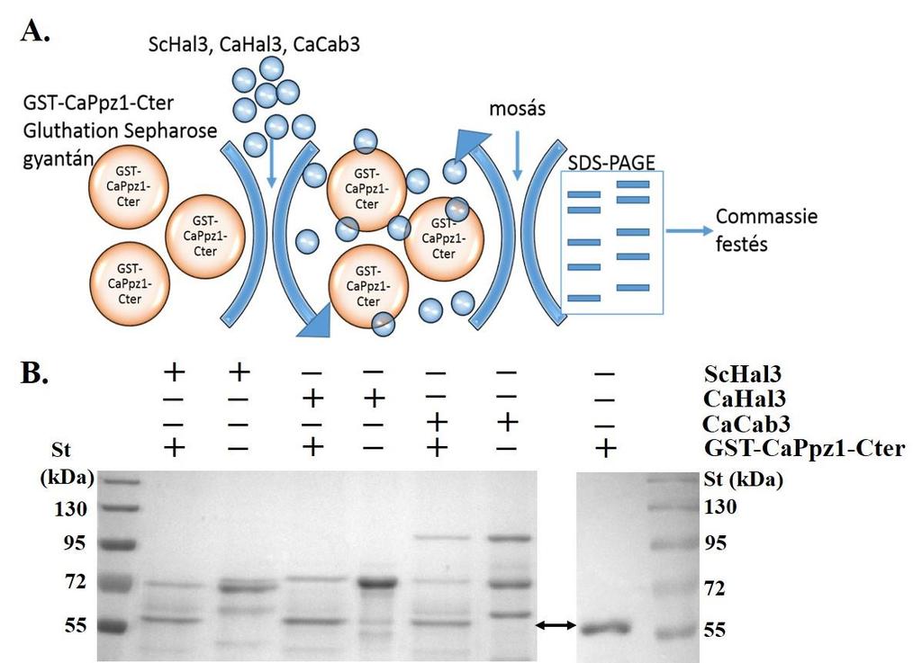 16. ábra. CaHal3 és CaCab3 fehérjék kölcsönhatása a CaPpz1-C-terminális doménnel. (16.A) Glutation Sepharose 4B gyantához kötött GST-CaPpz1-Cter fehérjét inkubáltunk a tisztított Hal3 ortológokkal.