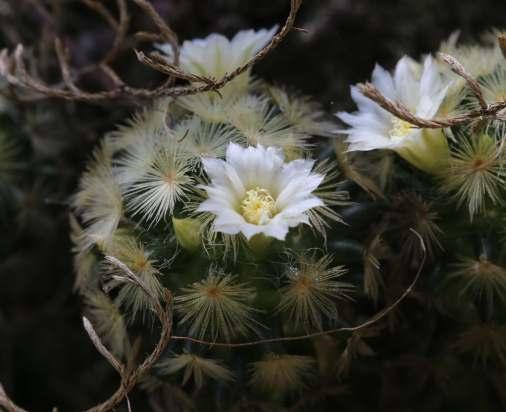Az út során más Mammillariakat és Ferocactus echidne példányokat is láttunk.