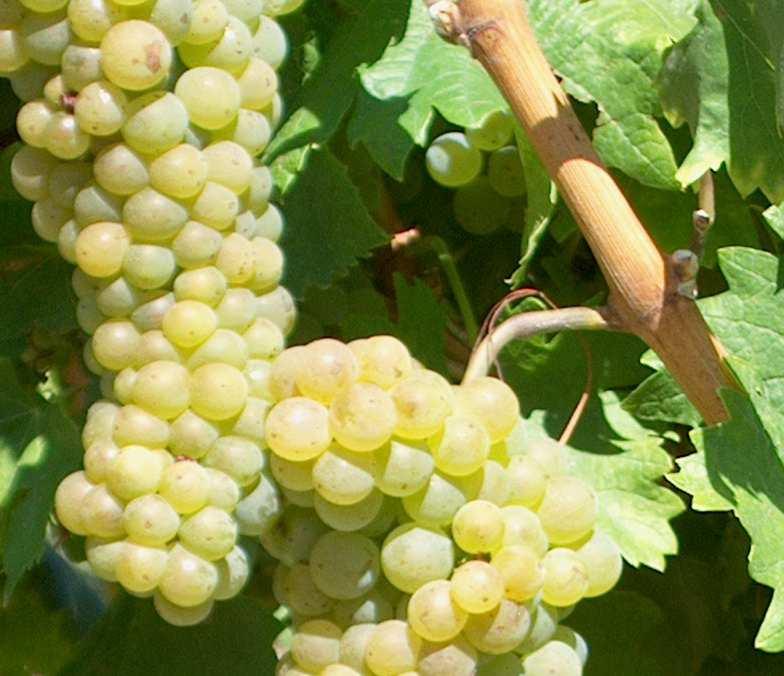 termésbiztonság csökkenése, korai tőkepusztulások! Mustok tápanyagtartalma (felvehető nitrogén) alacsony, erjedési problémák!