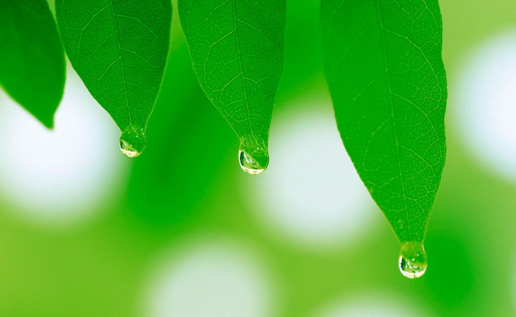 9 BIOSTIMULÁTOROK Növényi biostimulátoroknak azokat a termékeket nevezzük, melyek olyan hatóanyagokat és/vagy mikroorganizmusokat tartalmaznak, melyeket a növényre, vagy