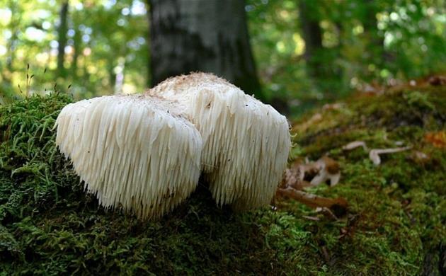 Süngomba az év gombája A különleges megjelenésű, gyógyhatású, ehető közönséges süngomba (Hericium erinaceus) hazánkban 2005 óta védett, gyűjtése tilos.