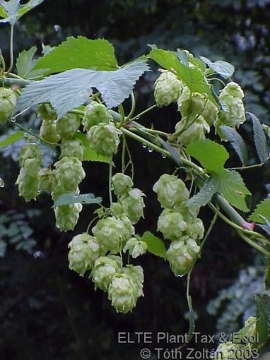 - liánok Humulus