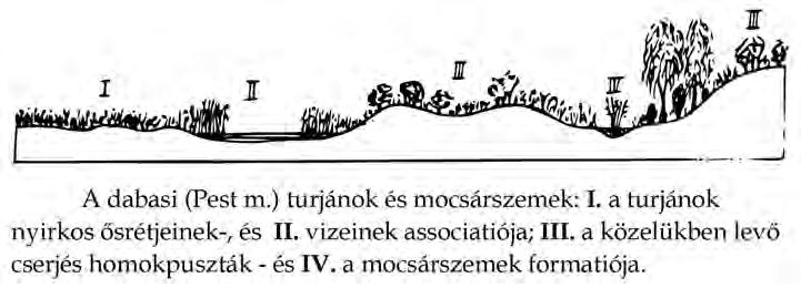 148 Csáky Péter A következő, növényzetet és flórát is bemutató összefoglaló jellegű munka Tuzson Jánostól származik.