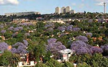 Johannesburg A világ egyik legnagyobb városi erdeje, több mint 10 millió fával.