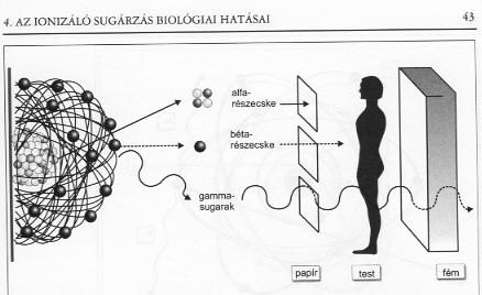 Így fotoszintézis sebessége különböző fényintenzitás mellett különböző, hőmérsékleti koefficiensük kis fényintenzitás esetén kisebb, ngyobb intenzitású fényben ngyobb.