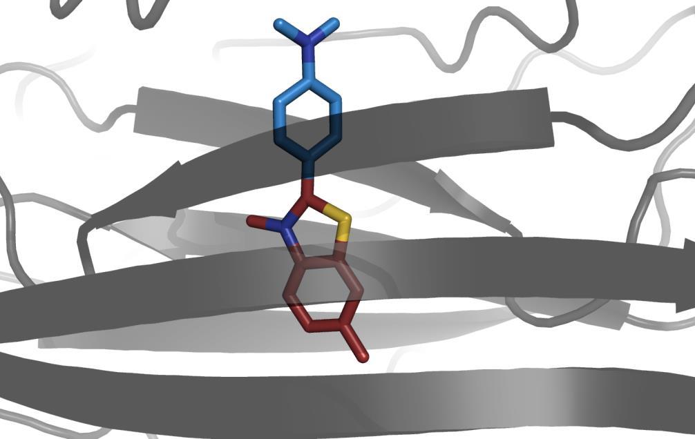 SZELEKTÍV MEGKÖTŐDÉS BILÓGIAI MAKRMLEKULÁK Tioflavin T kötödése egy b-amiloid-szerű b2 mikro-globulin oligomerhez Kutatásaink egyik részében az RS és DS molekulákkal (szekvencia)szelektív