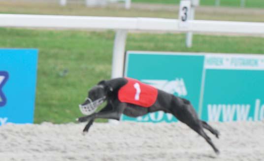 3 Chilli-Hunter Storm-Izadro 2018.05.04 4/6 14.9 250 Kincsem Park (j) 70000 250 14.4 Oregon-Prince-Izadro 2018.04.26 12.7 200 Kincsem Park (j) Q2 2 Muci /Legyen 1 Kincsem/ (kék) 2016.06.