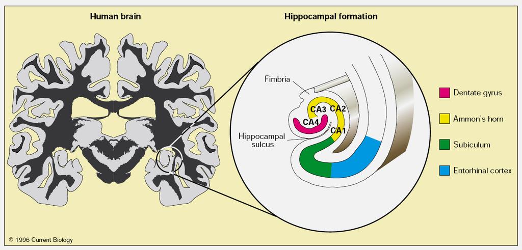 A hippokampusz néhány strukturális és funkcionális jellemzője Filogenetikailag ősi terület.