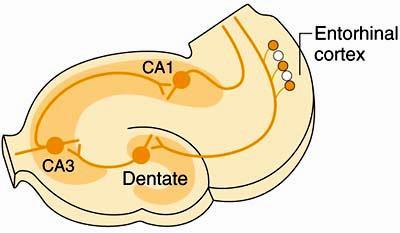 feldolgozás (EK GD CA3 CA1 Sub EK); A neokortikális sűrű mintázat átalakítása hippokampális ritka mintázattá; A