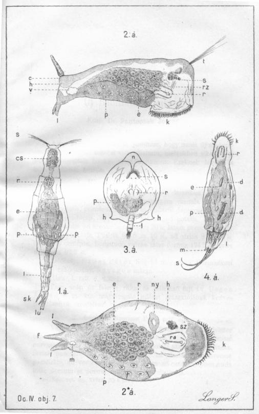 obr.č. 24 Ilustrácia príspevku A. Langera o vírnikoch v okolí Bratislavy (1907) Výskum entomofauny mal uţ svoje výsledky sústredené v prácach Imricha Frivaldského (1799-1870).