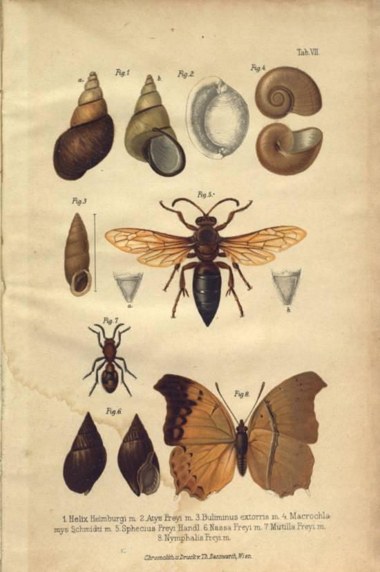súpis mäkkýšov Bosny a Hercegoviny doplnený o ilustračný materiál (Obr. č. 26). 701 O necelých desať rokov uverejnil dodatky k tomuto súpisu.