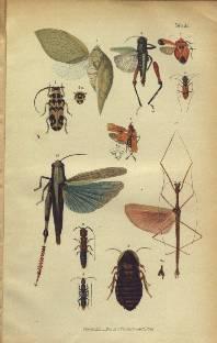 obr.č. 30 Brančíkove ilustrácie z článkov o africkej faune (1892/93) 7.4.