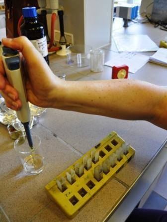 3.8.3 Laboratóriumi mérések 3.8.3.1 Antioxidáns kapacitás meghatározása A 2013-as üvegházi és a 2014-es kamrás kísérlet esetében, 3 (2013: fejlődésben lévő levél, első teljesen kifejlett levél,