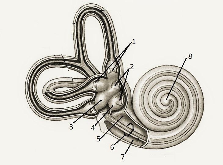 64. Imaginea din figura alăturată reprezintă urechea internă.
