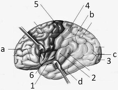 B. 7- elülső felszínének görbülete maximális egy 15 20 cm távolságra található tárgy nézése esetén C. 8 tartalmazza az ideghártyában található összes idegsejt axonját (tengelynyúlványát) D.