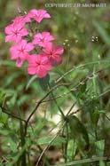 Phlox