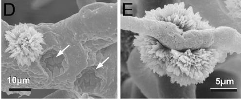 (Meyer et al.